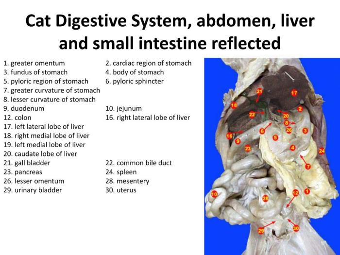 Cat dissection labeled arteries and veins