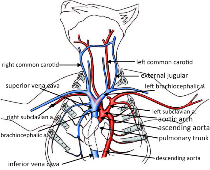 Cat dissection labeled arteries and veins