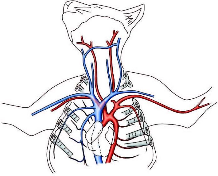 Cat dissection labeled arteries and veins