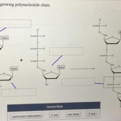 Label the diagram of a growing polynucleotide chain