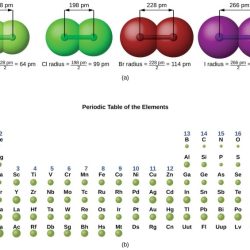 Rank the following atoms in terms of decreasing atomic radius