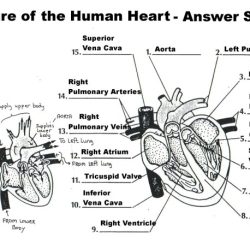 Section 47-1 review the circulatory system answers