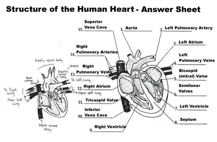 Section 47-1 review the circulatory system answers