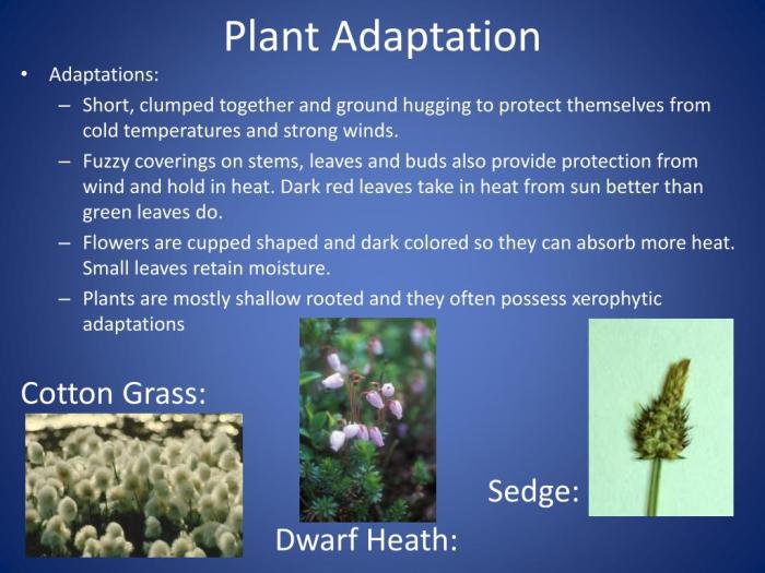 Building vocabulary plant adaptations to hot dry climates