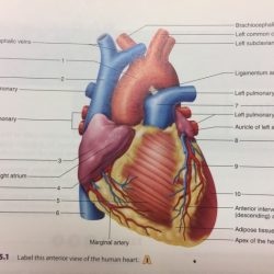 Figure 11-2 is an anterior view of the heart